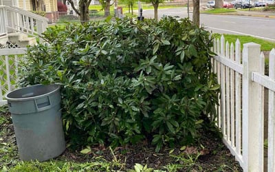 Photo of Henry M.'s yard after getting tree care in Auburn, WA