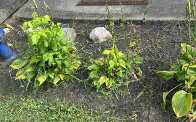 Photo of Candace F.'s yard after getting landscaping in Indianapolis, IN