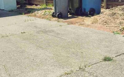 Photo of Nicole B.'s yard after getting landscaping in Petaluma, CA