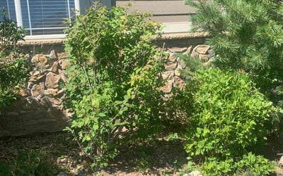Photo of John M.'s yard after getting landscaping in Alma, CO