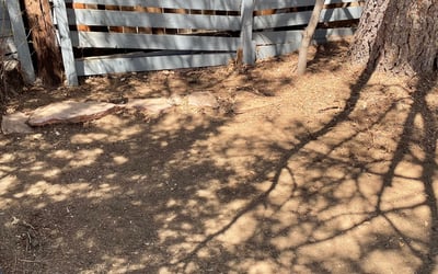 Photo of Nichole T.'s yard after getting tree care in Monument, CO