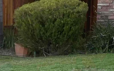 Photo of Tom H.'s yard after getting landscaping in West Sacramento, CA