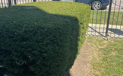 Photo of Leon C.'s yard after getting landscaping in Chicago, IL