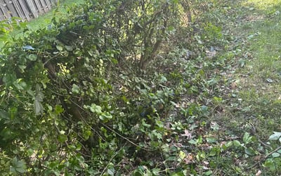 Photo of Jason B.'s yard after getting landscaping in Brandy Station, VA