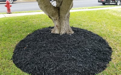 Photo of Don P.'s yard after getting landscaping in Staples, TX