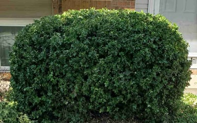 Photo of Jeff G.'s yard after getting landscaping in Rose Hill, KS