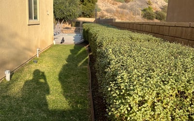 Photo of Jill P.'s yard after getting landscaping in Carlsbad, CA