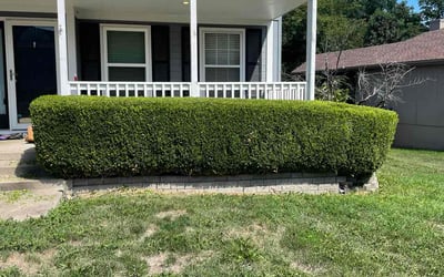 Photo of Brad H.'s yard after getting tree care in Prairie Village, KS