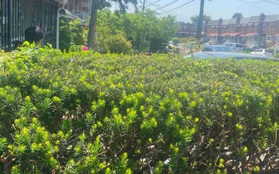 Photo of Ashley B.'s yard after getting landscaping in Bronx, NY