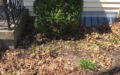 Photo of Sarah S.'s yard after getting landscaping in Butler, MO