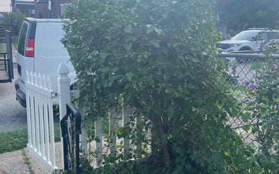 Photo of Monica F.'s yard after getting landscaping in Folsom, PA
