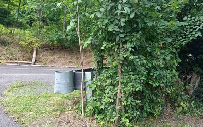 Photo of Angela F.'s yard after getting lawn care in Doylestown, PA