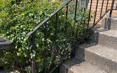 Photo of Karen L.'s yard after getting landscaping in Bethlehem, PA