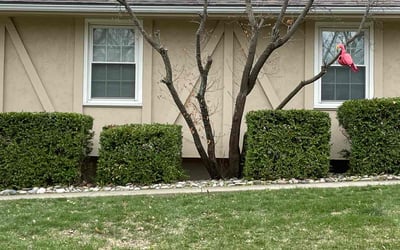 Photo of Douglas W.'s yard after getting landscaping in Rich Hill, MO