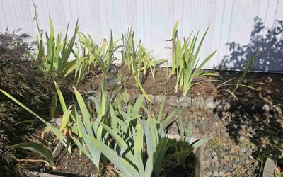 Photo of Lori S.'s yard after getting landscaping in Ashland, OR