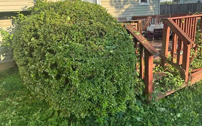 Photo of Angela F.'s yard after getting tree care in Harpers Ferry, WV