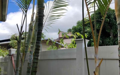 Photo of Lewis V.'s yard after getting lawn care in Honolulu, HI