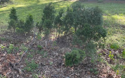 Photo of Ceray D.'s yard after getting landscaping in Buckhead, GA
