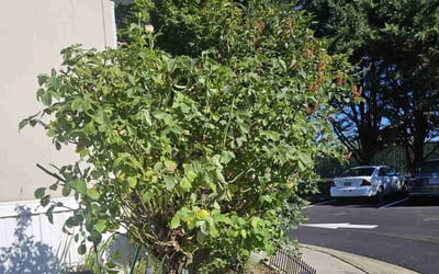 Photo of Lori S.'s yard after getting landscaping in Ashland, OR