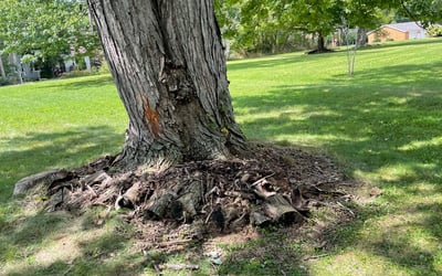 Photo of Marijo B.'s yard after getting landscaping in Clinton, OH