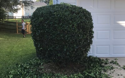 Photo of Keno C.'s yard after getting tree care in China Grove, NC