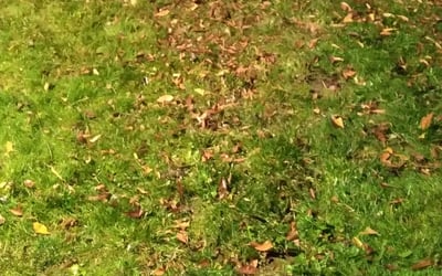 Photo of Stacey C.'s yard after getting landscaping in Mill Creek, WA