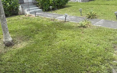 Photo of Ellen M.'s yard after getting landscaping in Miami, FL