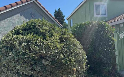 Photo of Dylan G.'s yard after getting lawn care in Modesto, CA