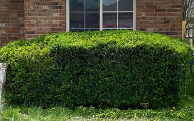 Photo of Jason K.'s yard after getting tree care in Saint Louis, MO