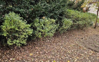 Photo of Donna T.'s yard after getting tree care in Leawood, KS
