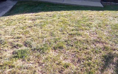Photo of Sean B.'s yard after getting landscaping in Gower, MO