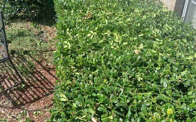 Photo of Ernest L.'s yard after getting tree care in Orange Park, FL