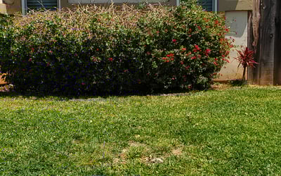 Photo of Cynthia F.'s yard after getting landscaping in Campo, CA