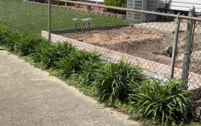 Photo of Charles S.'s yard after getting landscaping in Mathews, VA