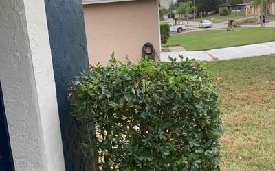 Photo of Jonathan W.'s yard after getting tree care in Intercession City, FL