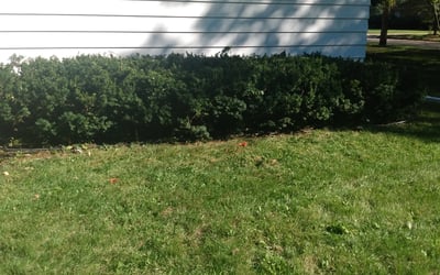 Photo of Denise E.'s yard after getting landscaping in Charlotte, MI