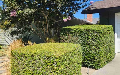 Photo of Alexis B.'s yard after getting landscaping in Brea, CA