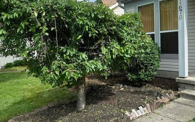 Photo of Michael B.'s yard after getting landscaping in Amlin, OH