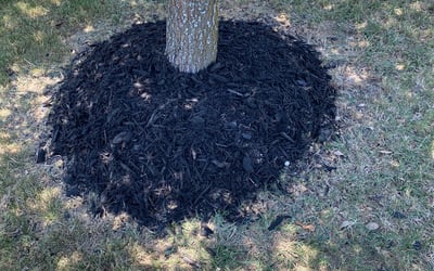 Photo of Angela W.'s yard after getting landscaping in Natalia, TX