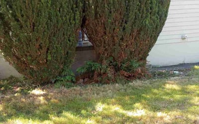 Photo of Chris D.'s yard after getting landscaping in Scappoose, OR