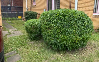 Photo of Sharon F.'s yard after getting landscaping in Cleveland, OH