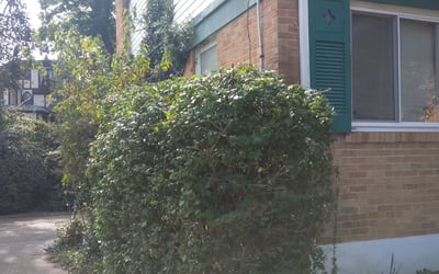 Photo of Mary B.'s yard after getting landscaping in Dillsboro, IN