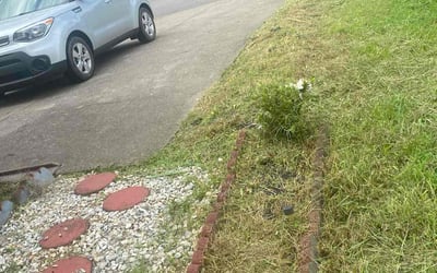 Photo of Pat P.'s yard after getting tree care in Franklin, TN