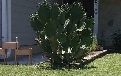 Photo of Krystal B.'s yard after getting landscaping in Red Rock, TX