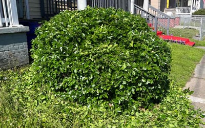 Photo of Rhonda T.'s yard after getting tree care in Smithfield, VA