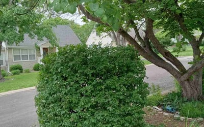 Photo of Diana D.'s yard after getting landscaping in Ballwin, MO