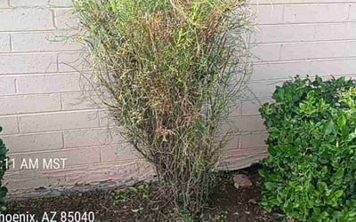 Photo of Christopher A.'s yard after getting landscaping in Phoenix, AZ