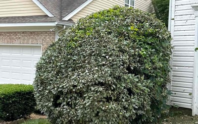 Photo of Jason D.'s yard after getting landscaping in Woodleaf, NC