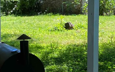 Photo of Gabriel M.'s yard after getting landscaping in Marshfield, MO