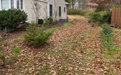Photo of Robinette B.'s yard after getting tree care in Alexandria, VA